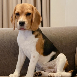 Cucciolo di Beagle