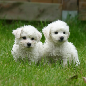 Cucciolo di Bichon Frisé