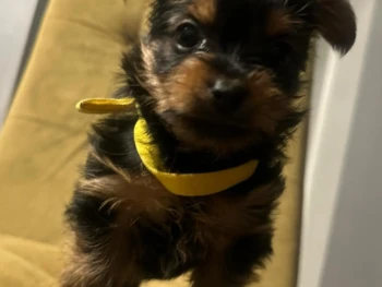 Edgar- Macho