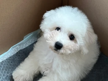 Marnie – Hembra