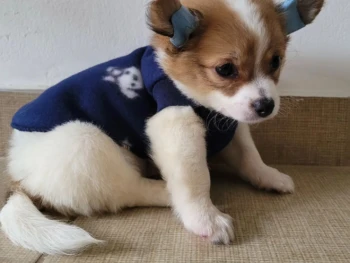 Cachorro Chihuahua