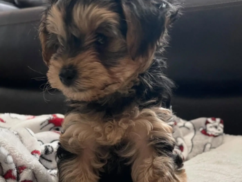 waggin- Macho