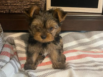Cachorro Yorkie